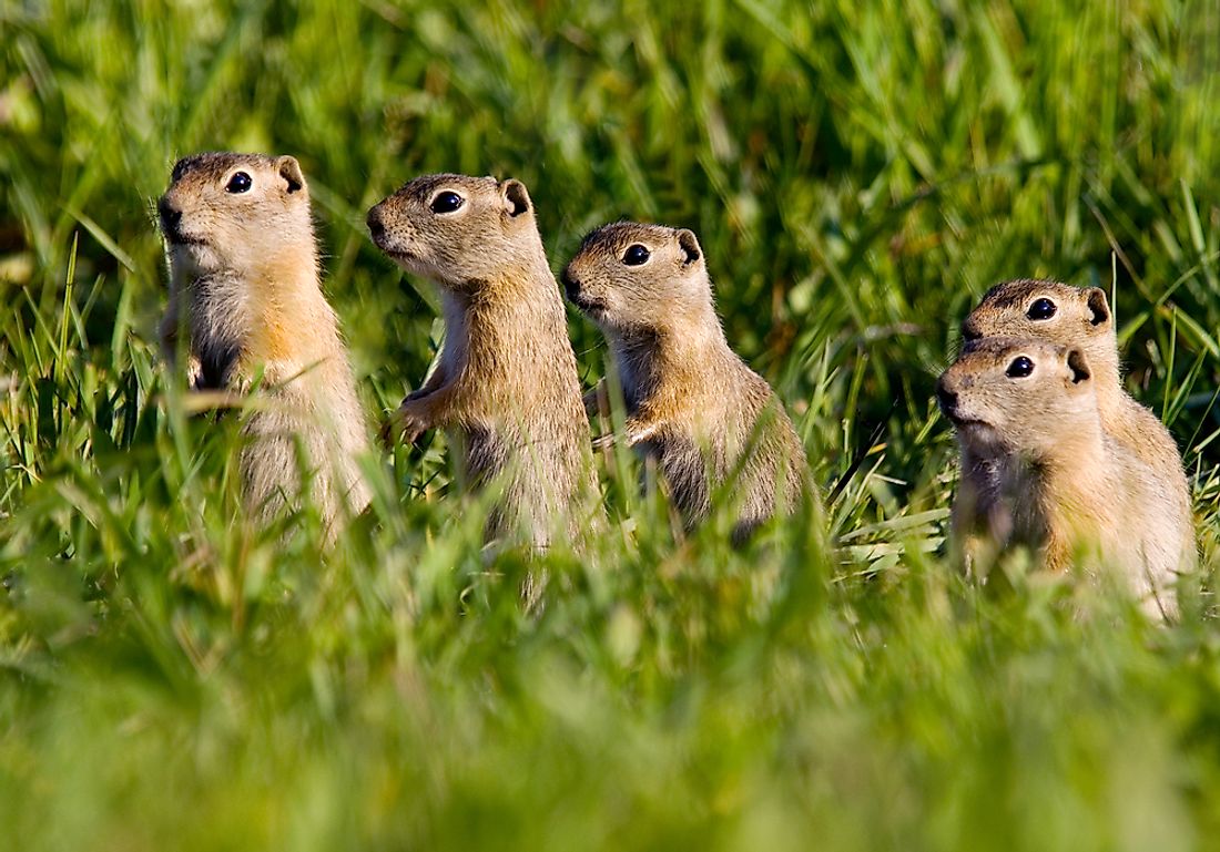 Animals That Live in the Grasslands - WorldAtlas