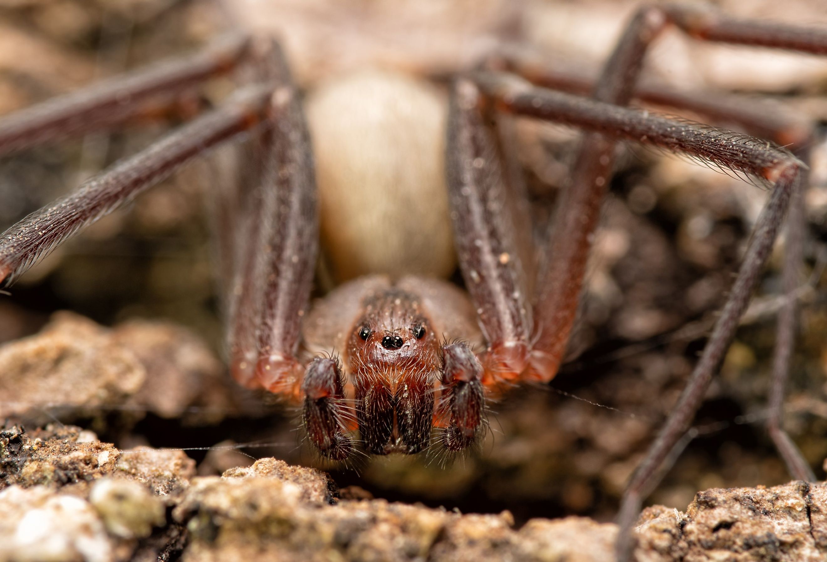 Know the risks of encountering black widow, brown recluse spiders