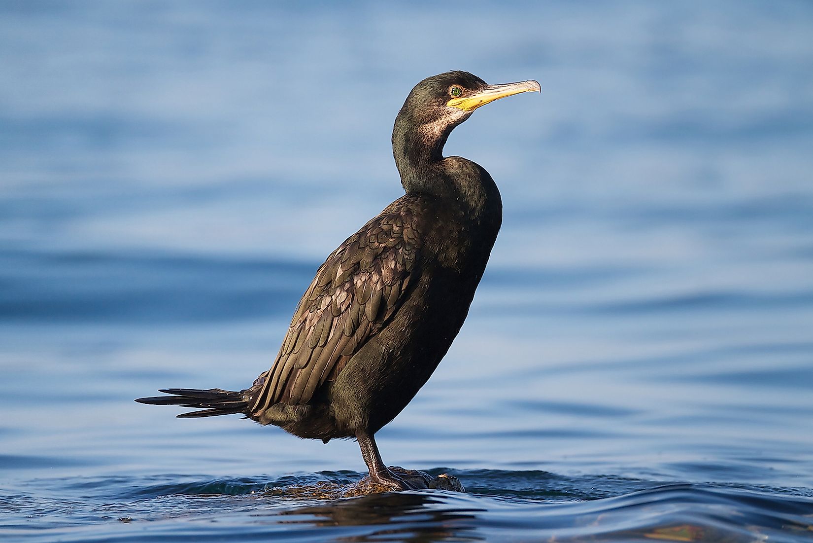 what-animals-live-in-europe-worldatlas