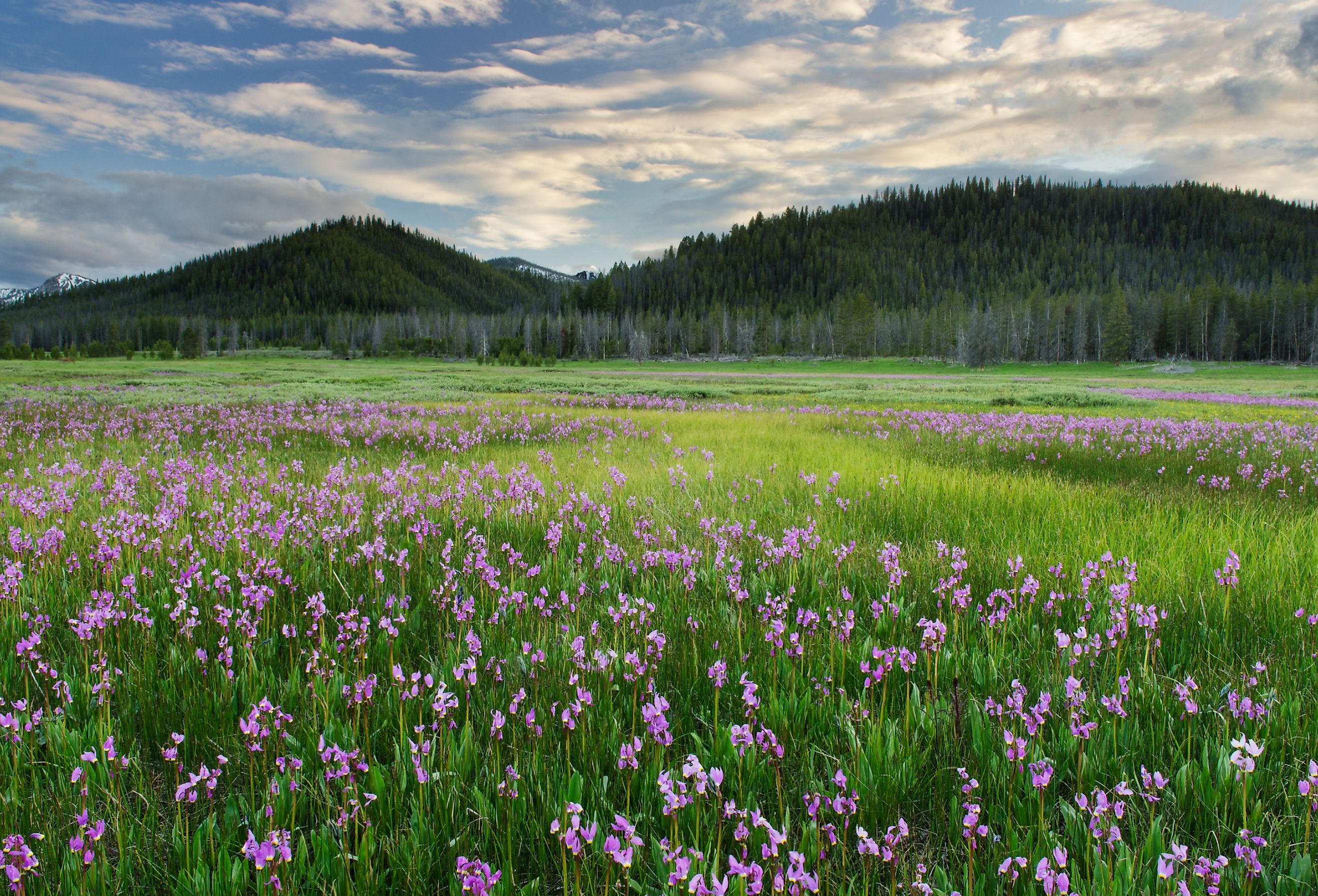 Shooting star wildflowers blooming in Elk Meadows, Salmon-Challis National Forest.