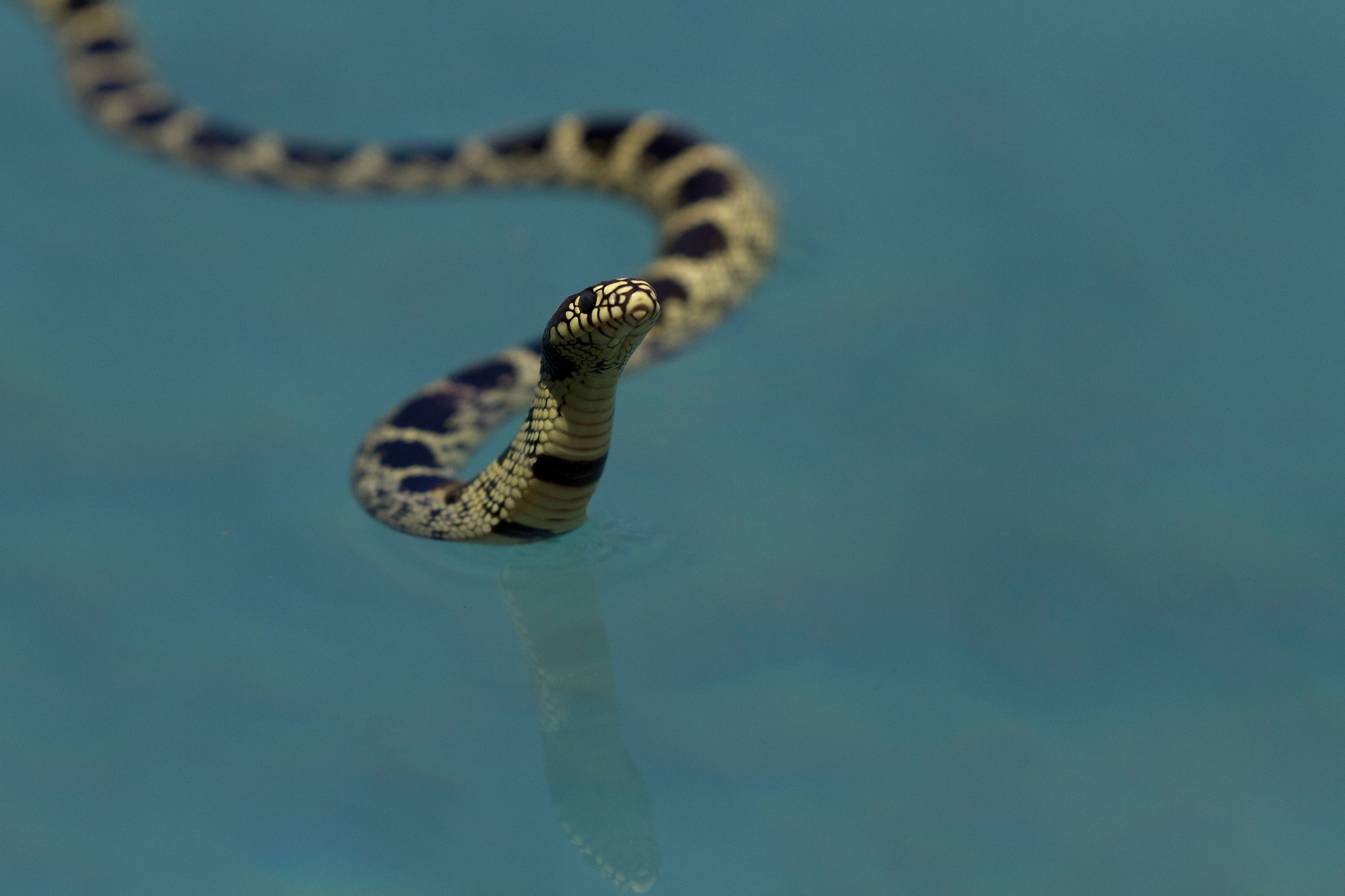 A common kingsnake swimming with its head out of the water.