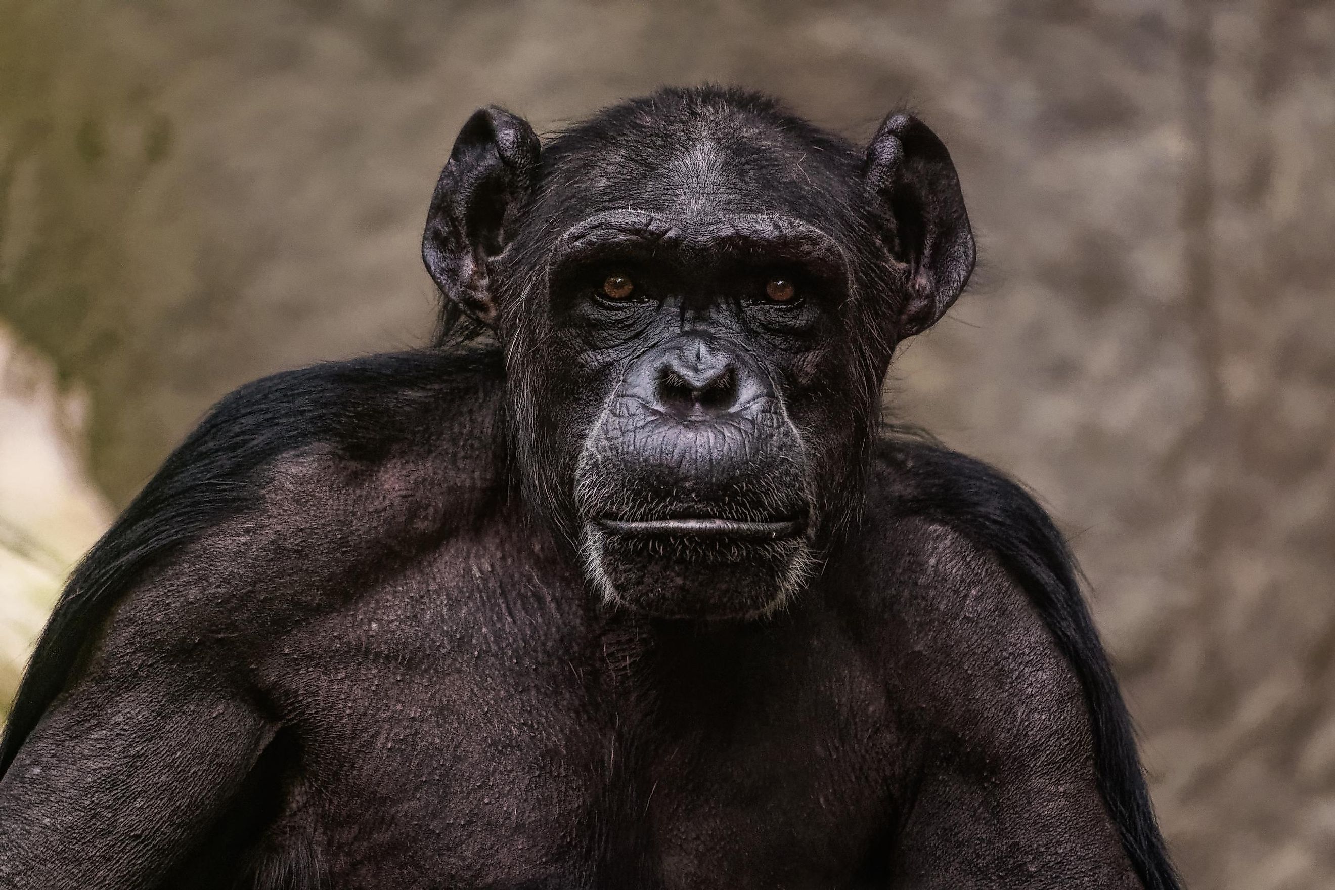 ombe chimpanzee war