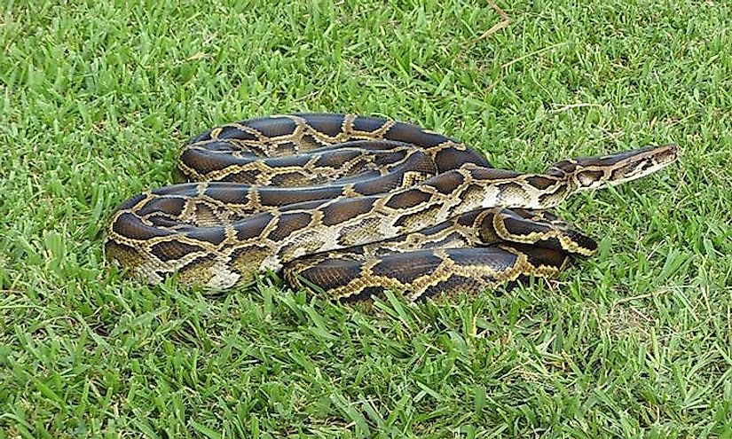 How Many Types Of Pythons Live In The World Today? - WorldAtlas.com