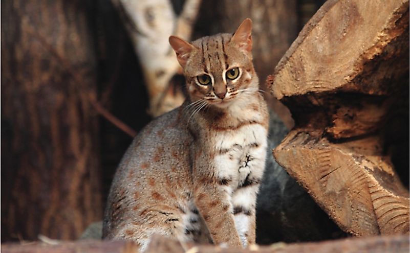 The 15 Wild Cat Species Of India - Worldatlas