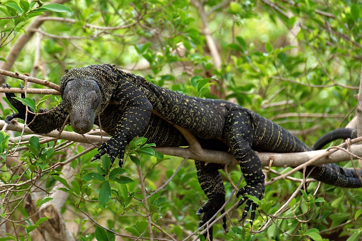 the-largest-lizards-in-the-world-worldatlas