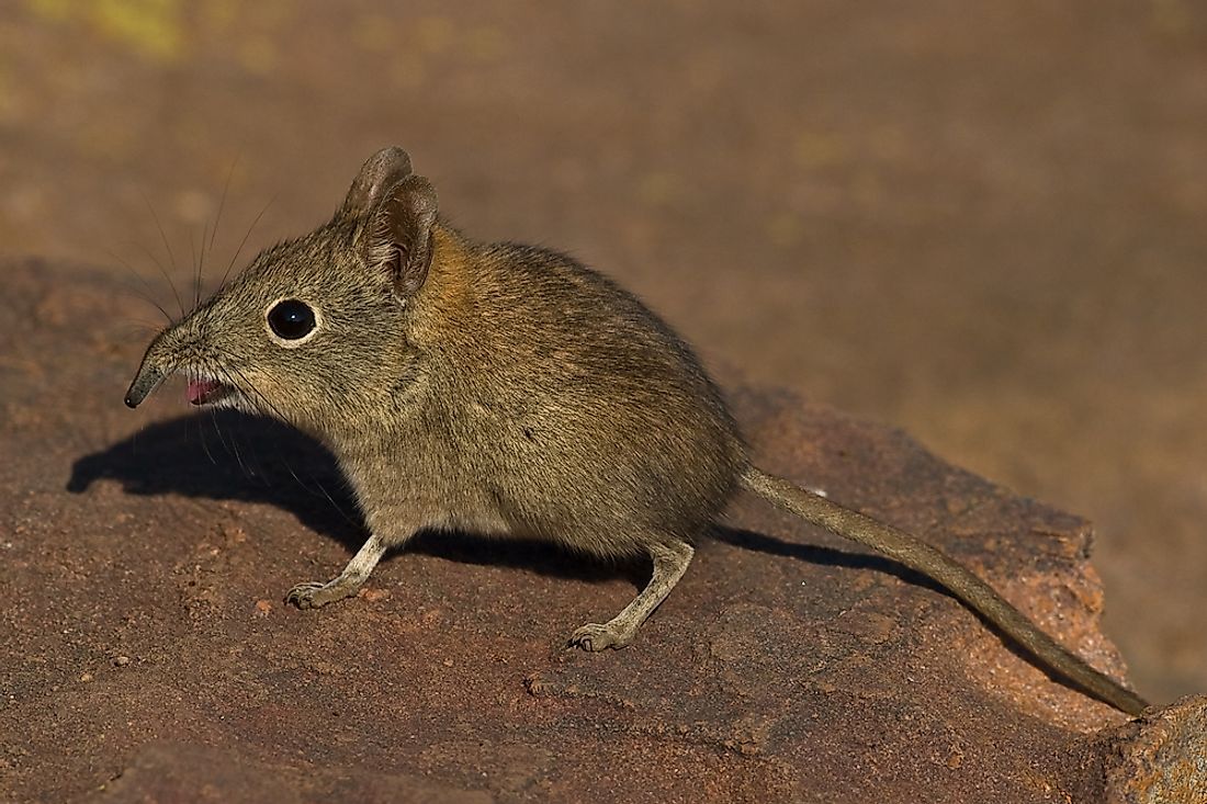 What Are The "Little Five" Animals Of South Africa? - WorldAtlas