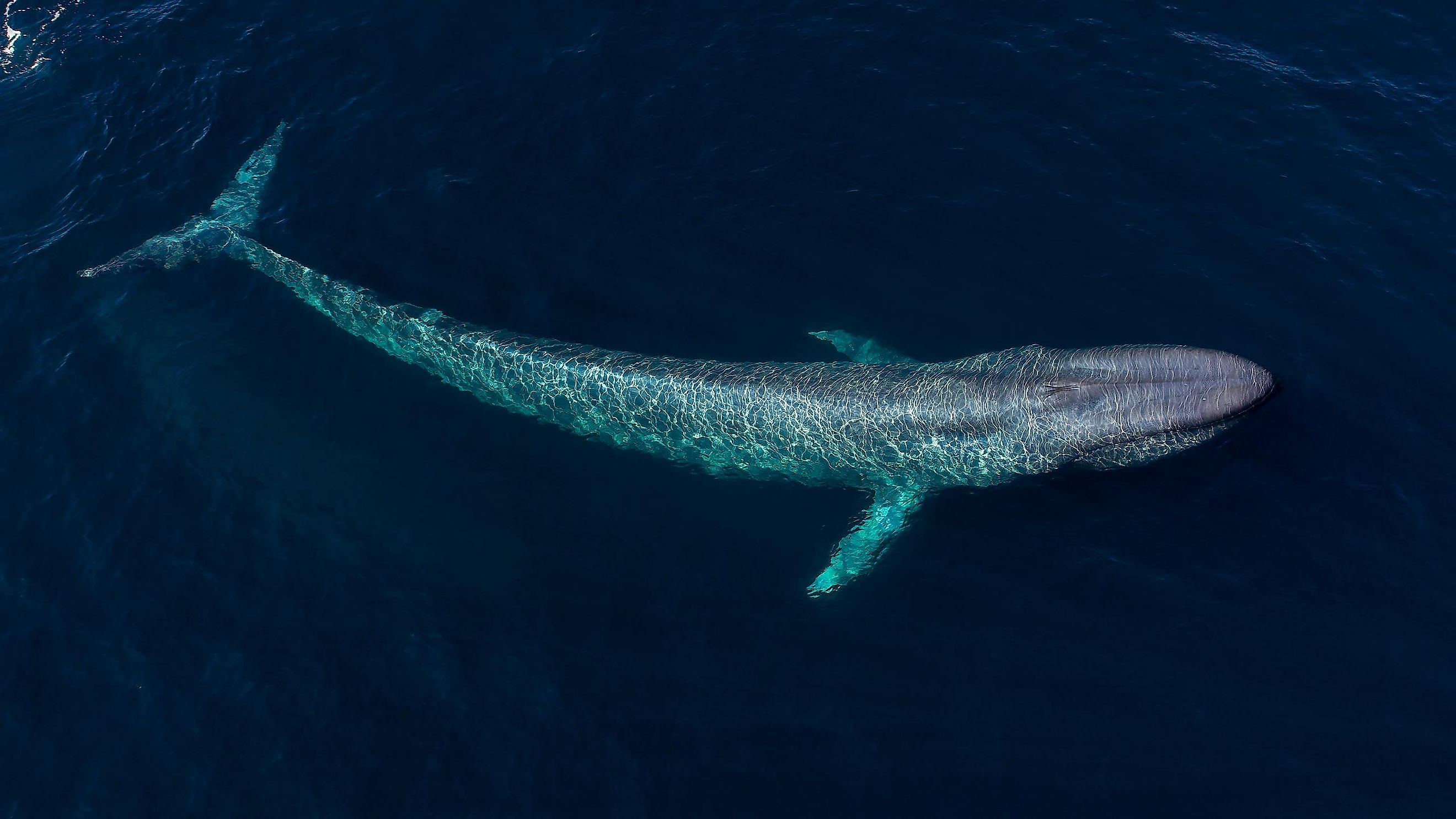 What Animals Live In Antarctica? - WorldAtlas