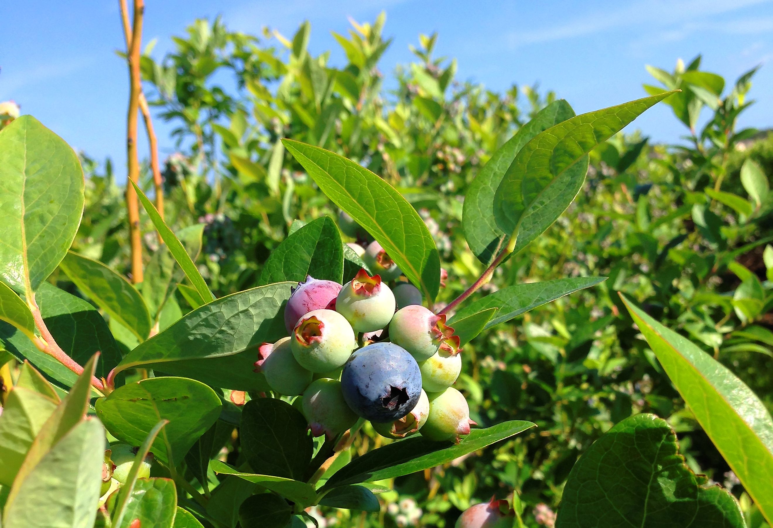 top-10-blueberry-producing-states-in-america-worldatlas