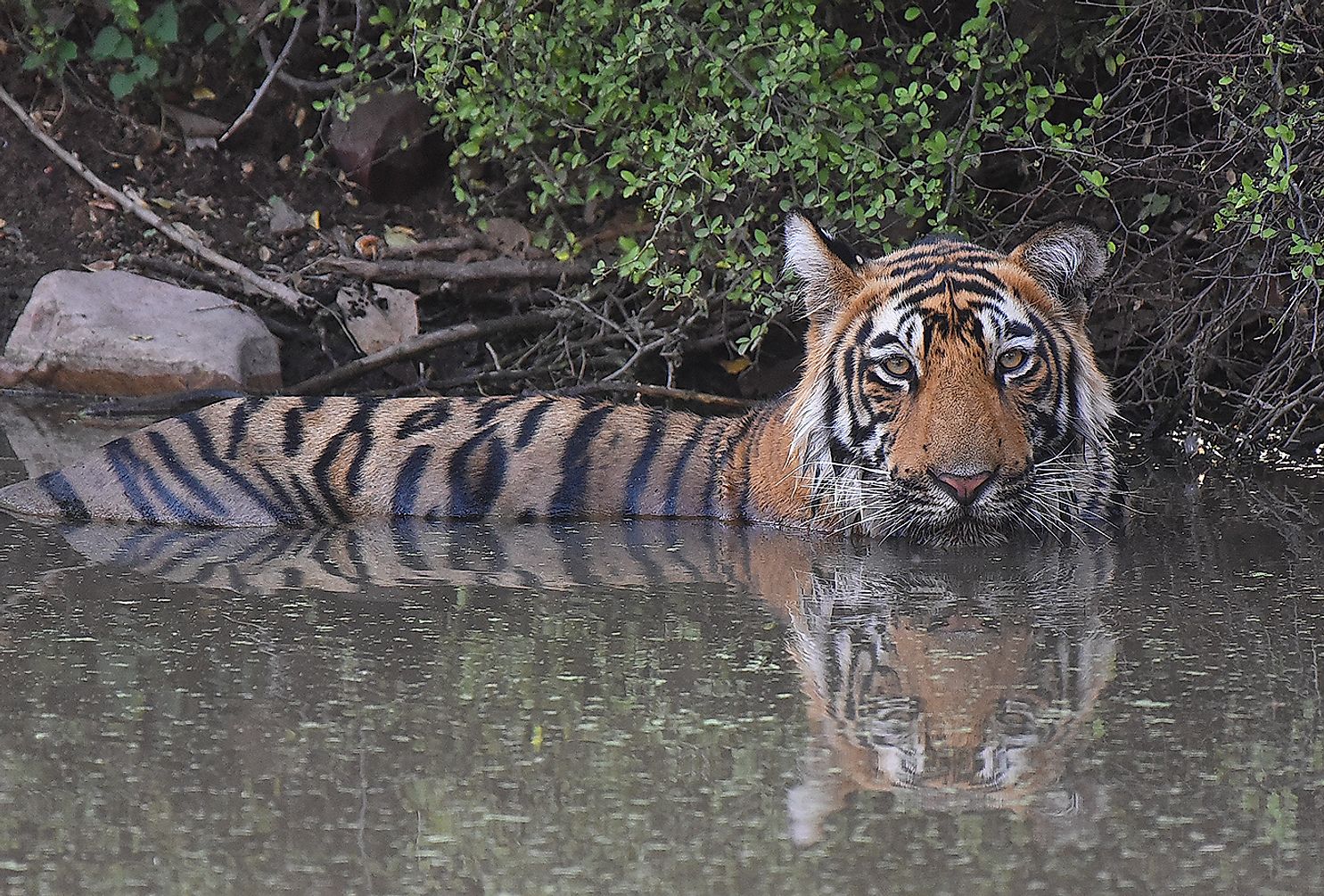 How India Is Conserving Endangered Tigers In A World Where Wildlife Is