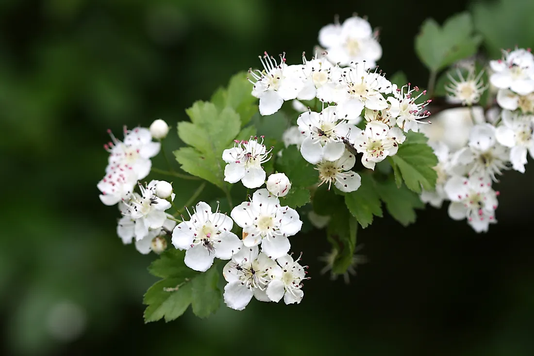 what-is-the-state-flower-of-oregon-worldatlas