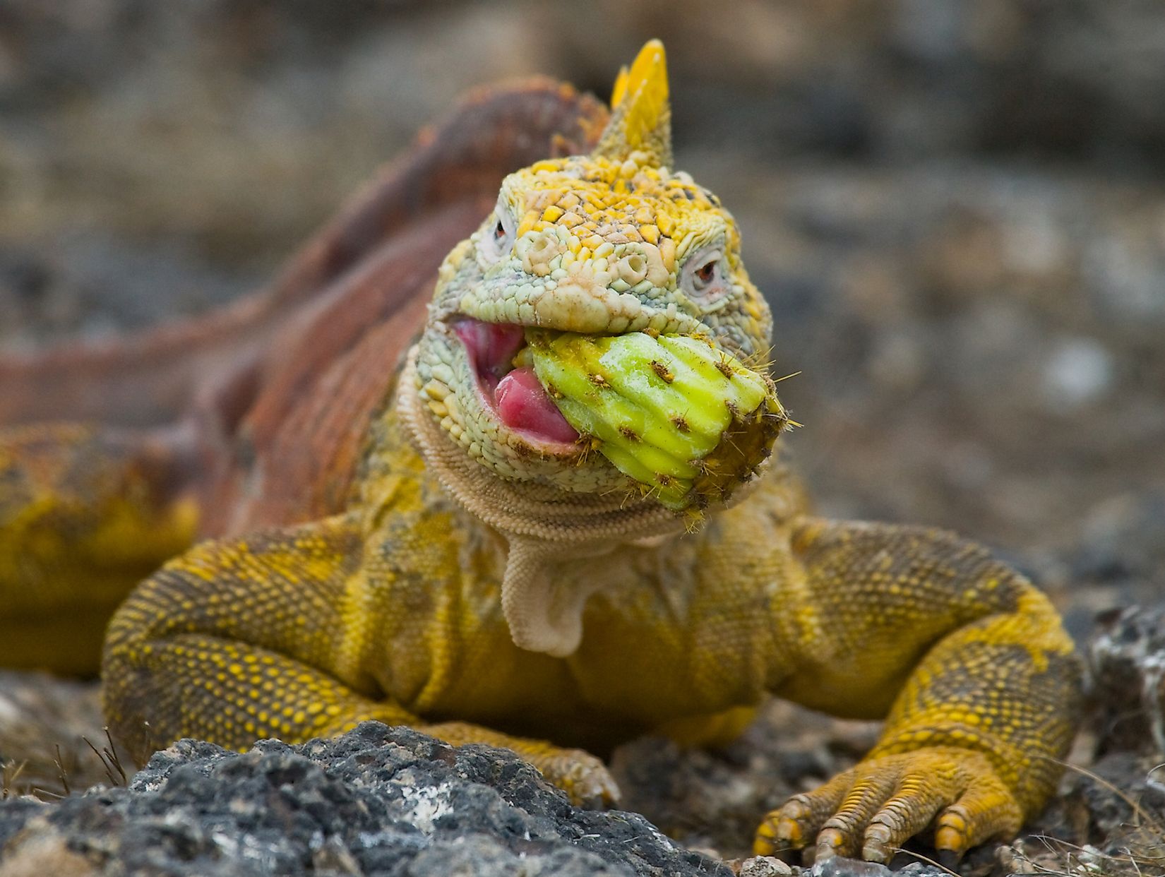 Awesome Reasons To Visit The Galapagos Islands - WorldAtlas