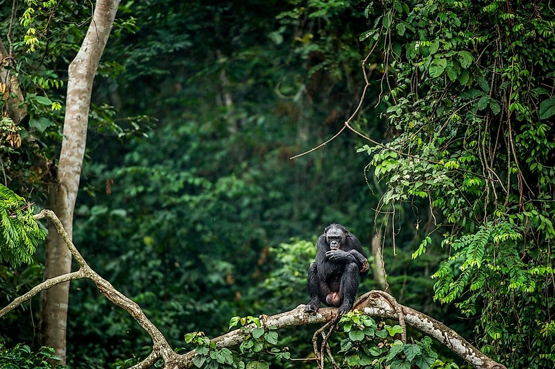 Endangered Species In The Congo Basin Rainforest