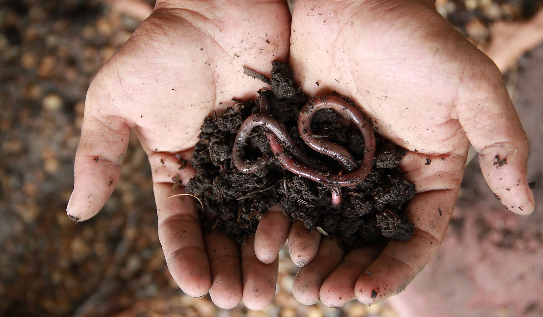 what-do-earthworms-eat-worldatlas