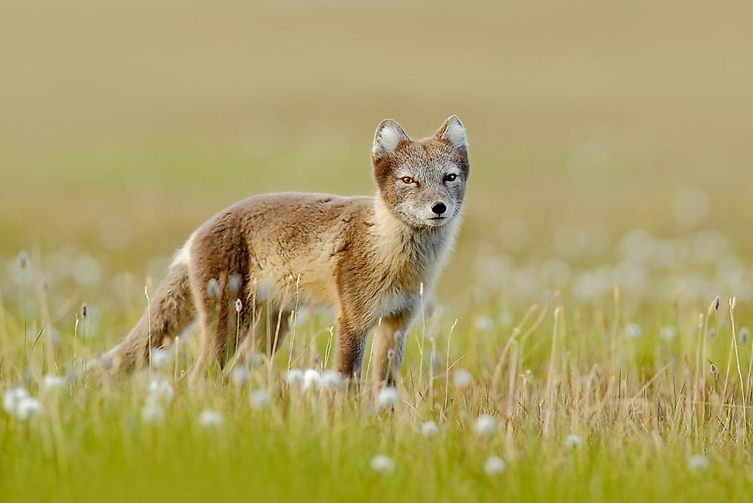 Tundra Biome Arctic Fox