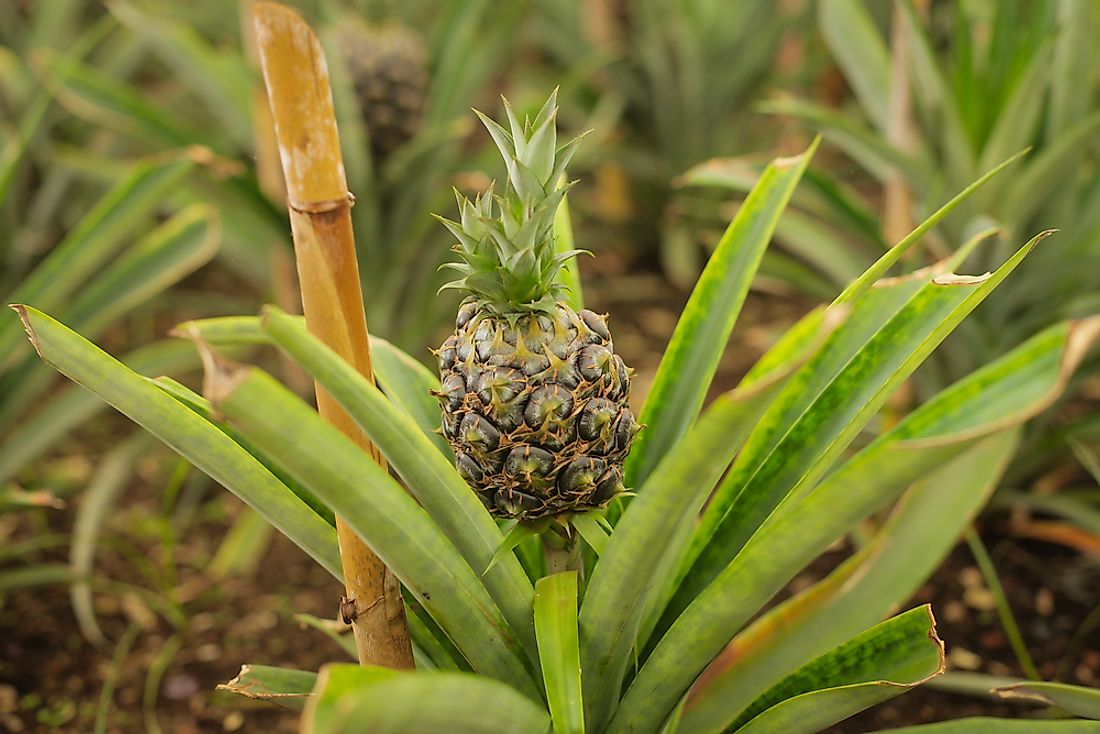 Can Pineapples Eat You Too? Facts About The Carnivorous Fruit - WorldAtlas