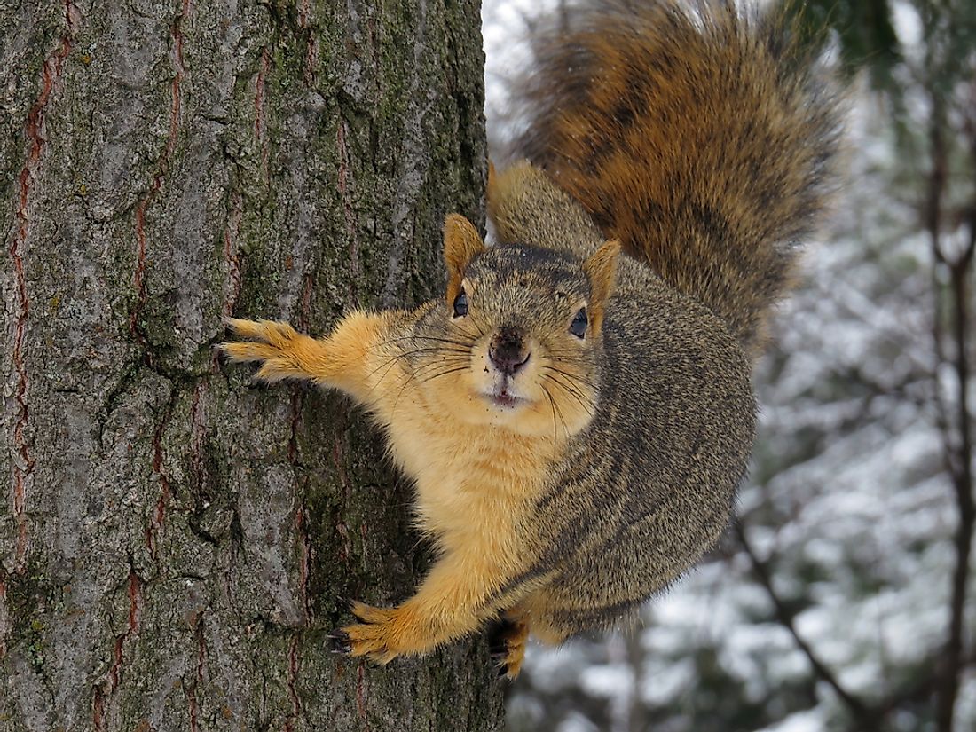 5 Types of North American Squirrels - WorldAtlas