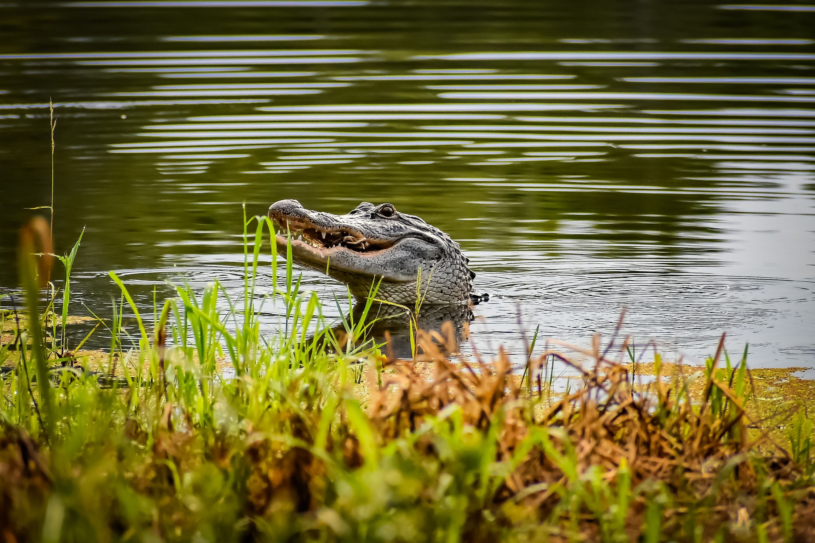 Alligator in Louisiana catching and eating a turtle in a wetland setting