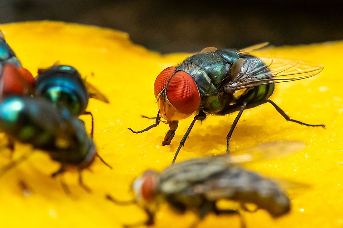 How Long Do Black House Flies Live