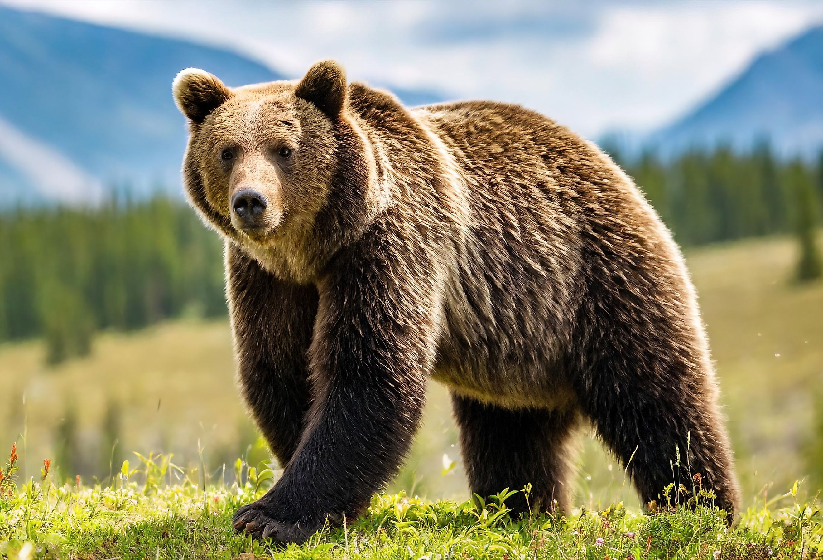 Grizzly or North American brown bear (Ursus arctos horribilis), walking in grass meadow with blurred mountainous and sky.