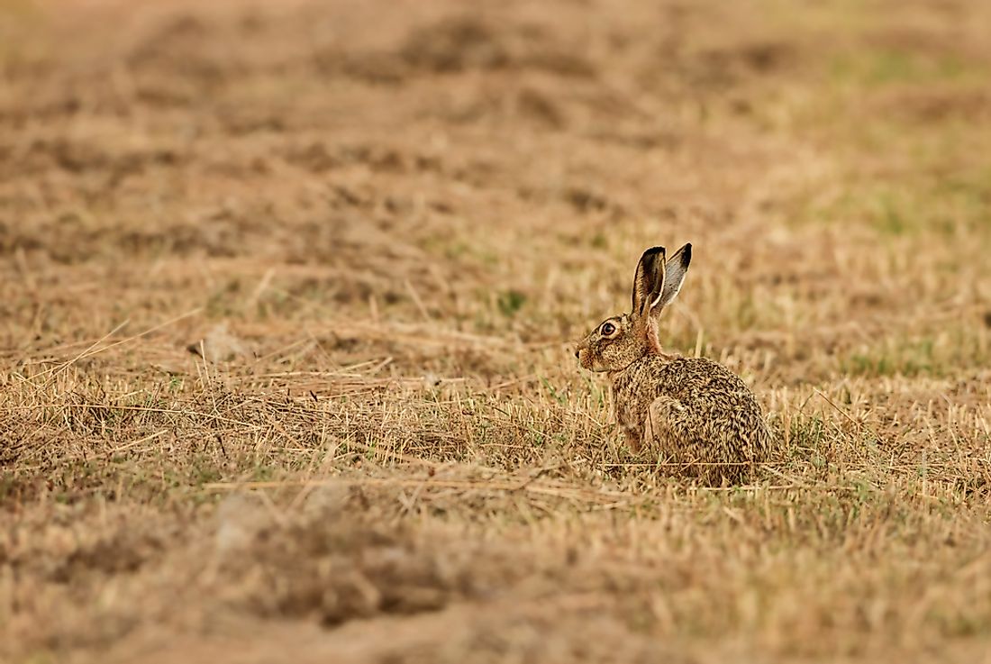 animals-native-to-france-worldatlas