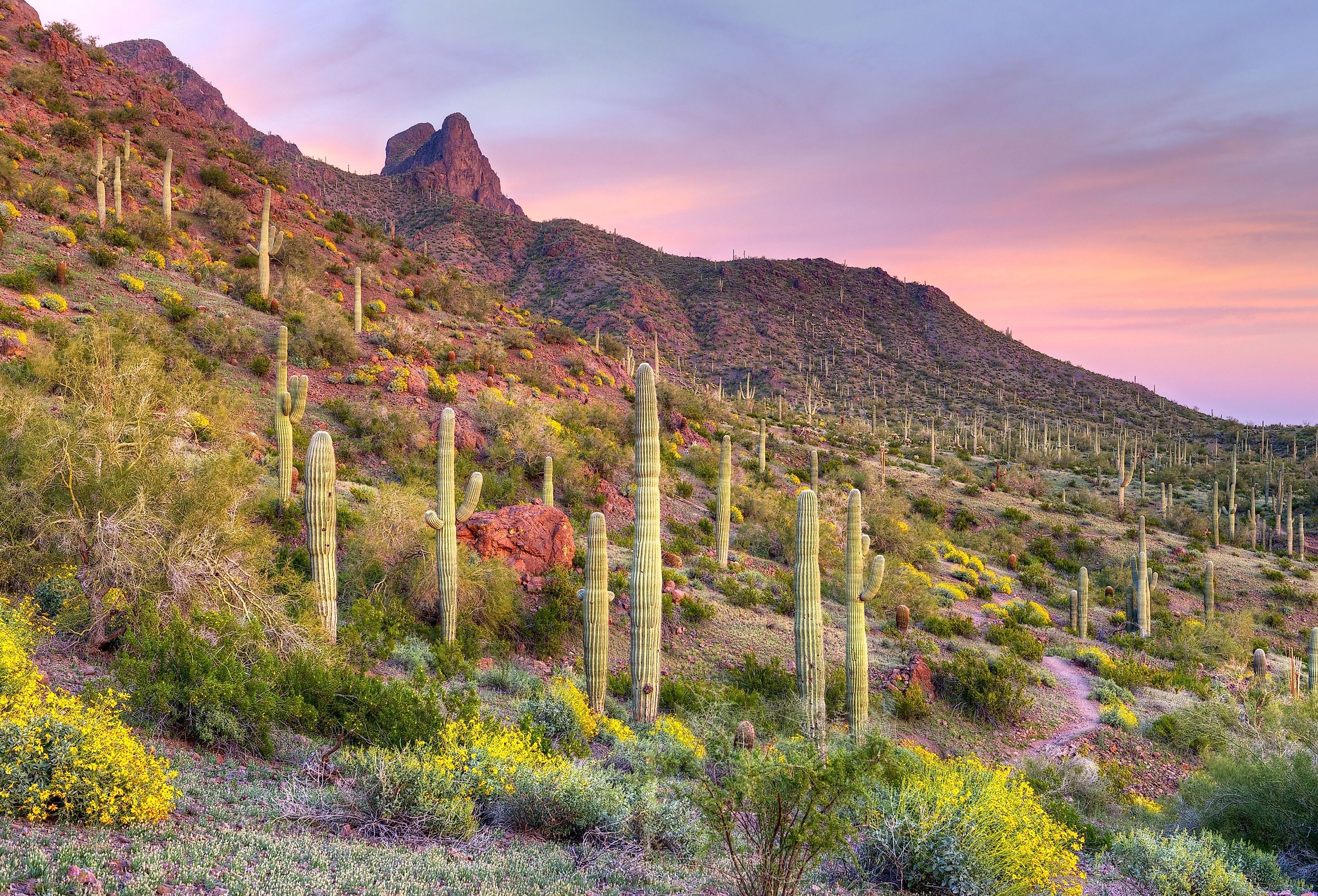 Picacho Peak at sunset, surrounded by blooming desert.