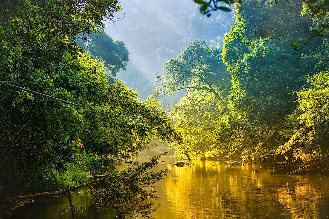 5 Countries With the Largest Rainforest Coverage - WorldAtlas