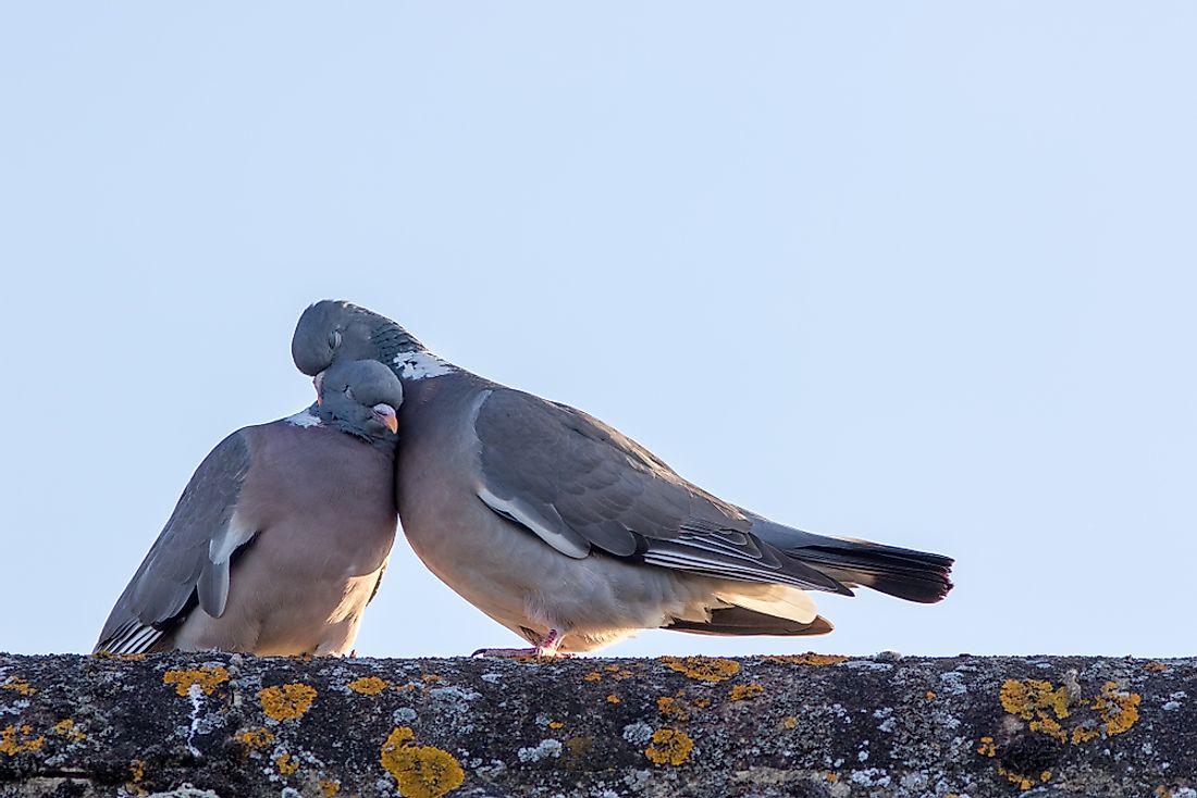 animals-with-the-most-elaborate-courting-rituals-worldatlas