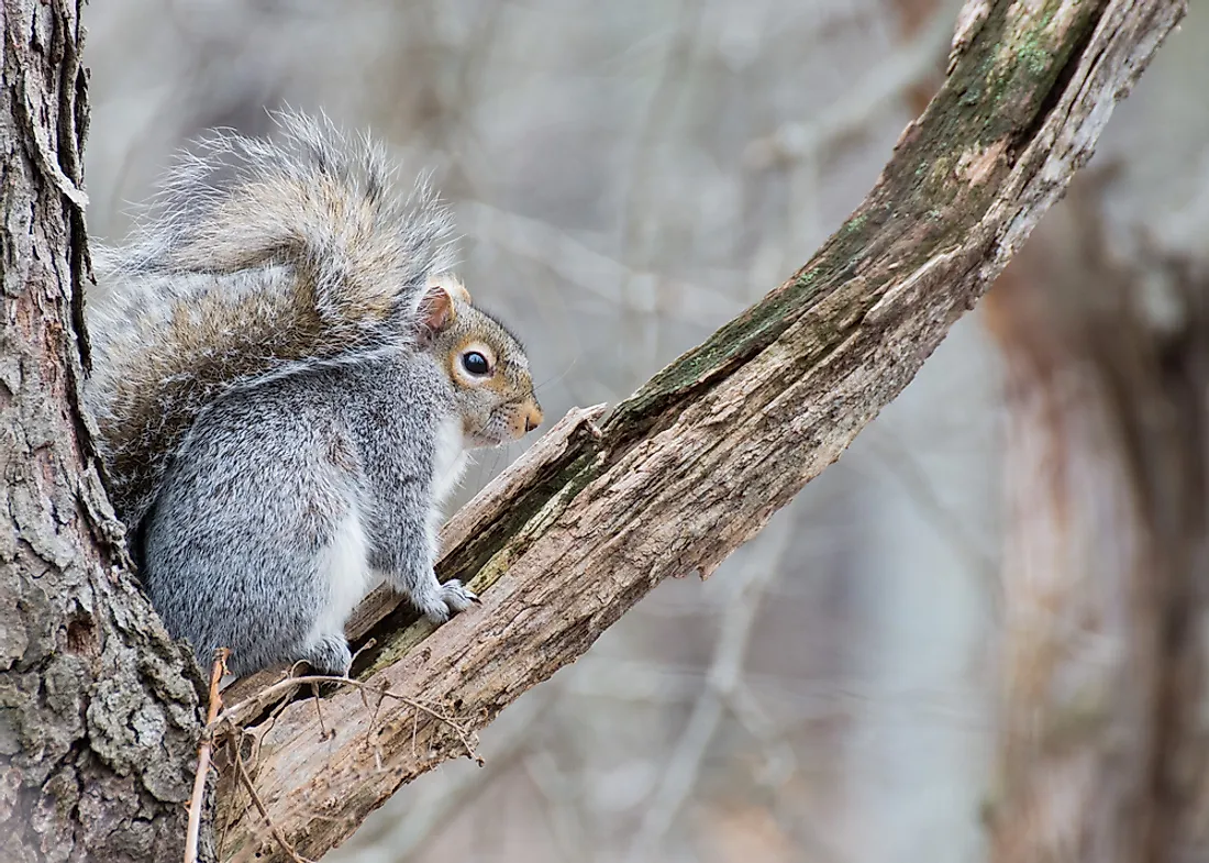 5 Types of North American Squirrels - WorldAtlas