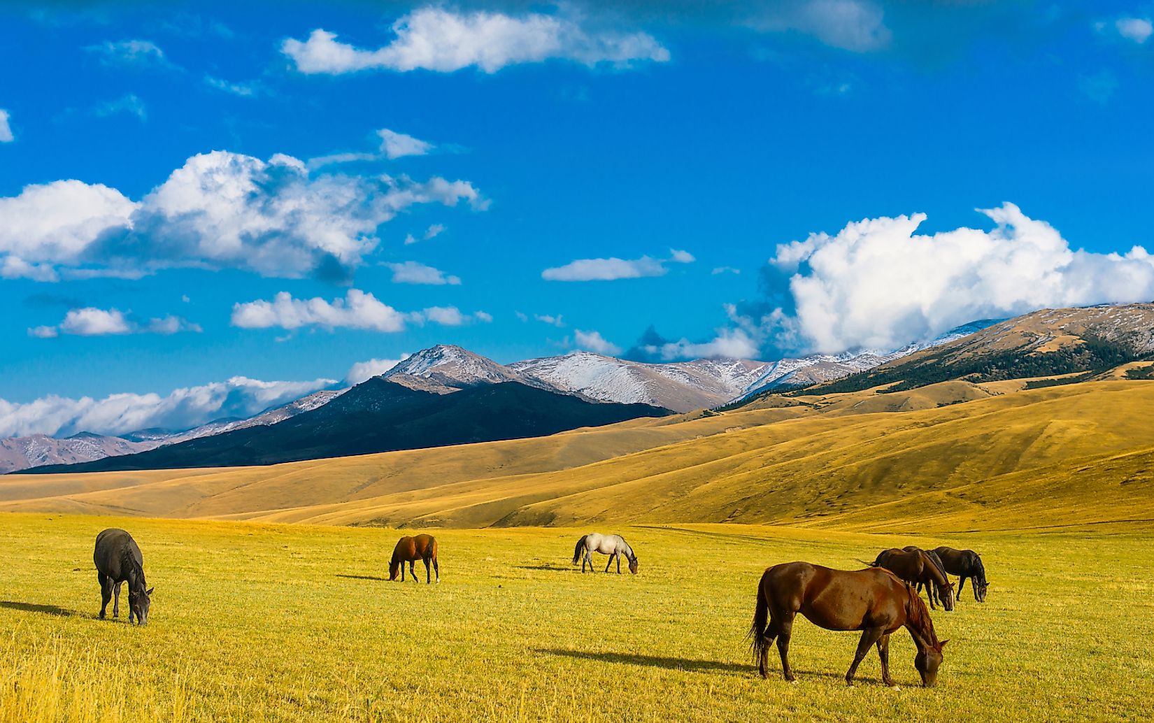 what-are-grasslands-worldatlas