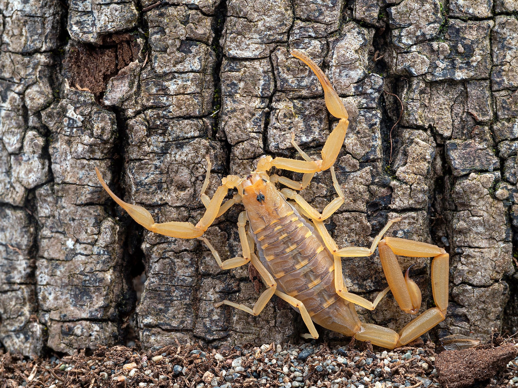 What Animals Live In The Grand Canyon? - WorldAtlas