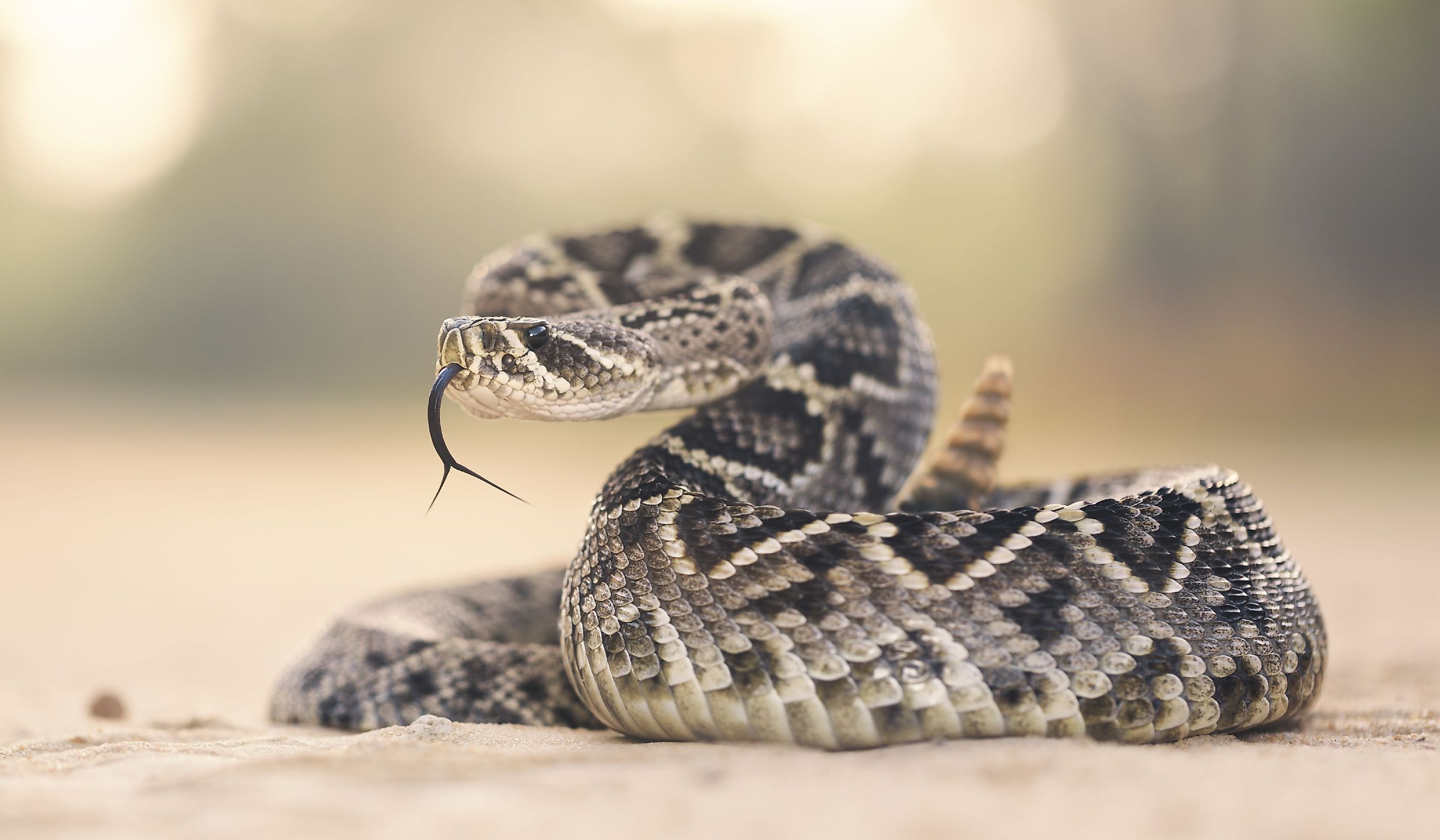 Eastern Diamondback Rattlesnake (Crotalus adamanteus). 