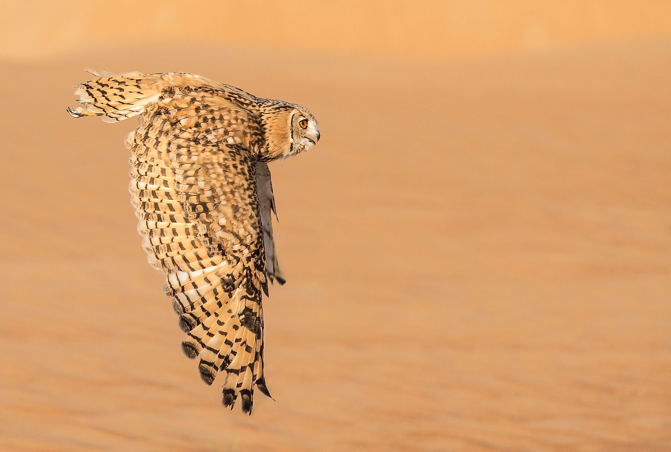 what-animals-live-in-the-arabian-desert-worldatlas