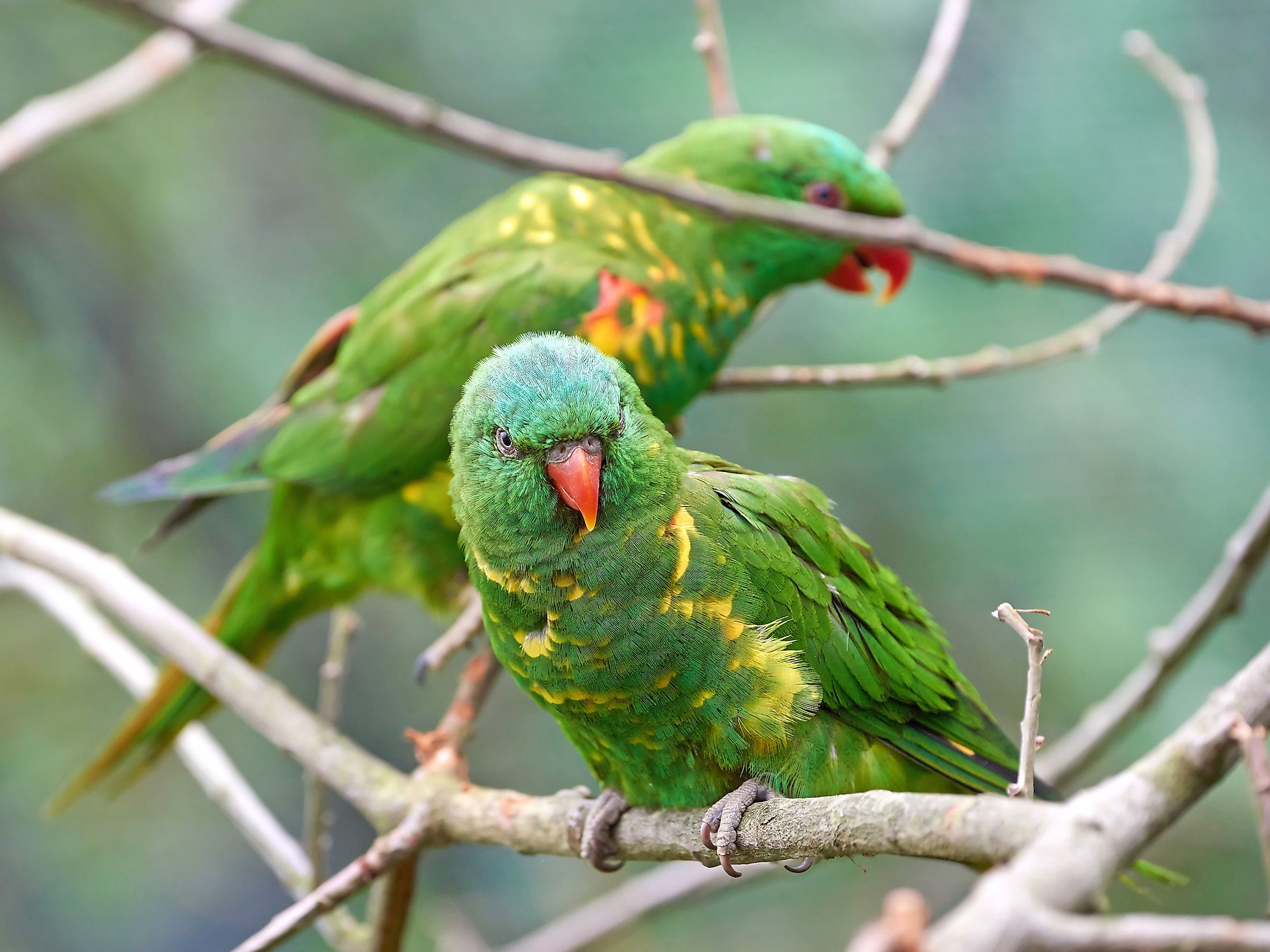 Mysterious Illness Killing Australia's Gorgeous Rainbow Lorikeets ...