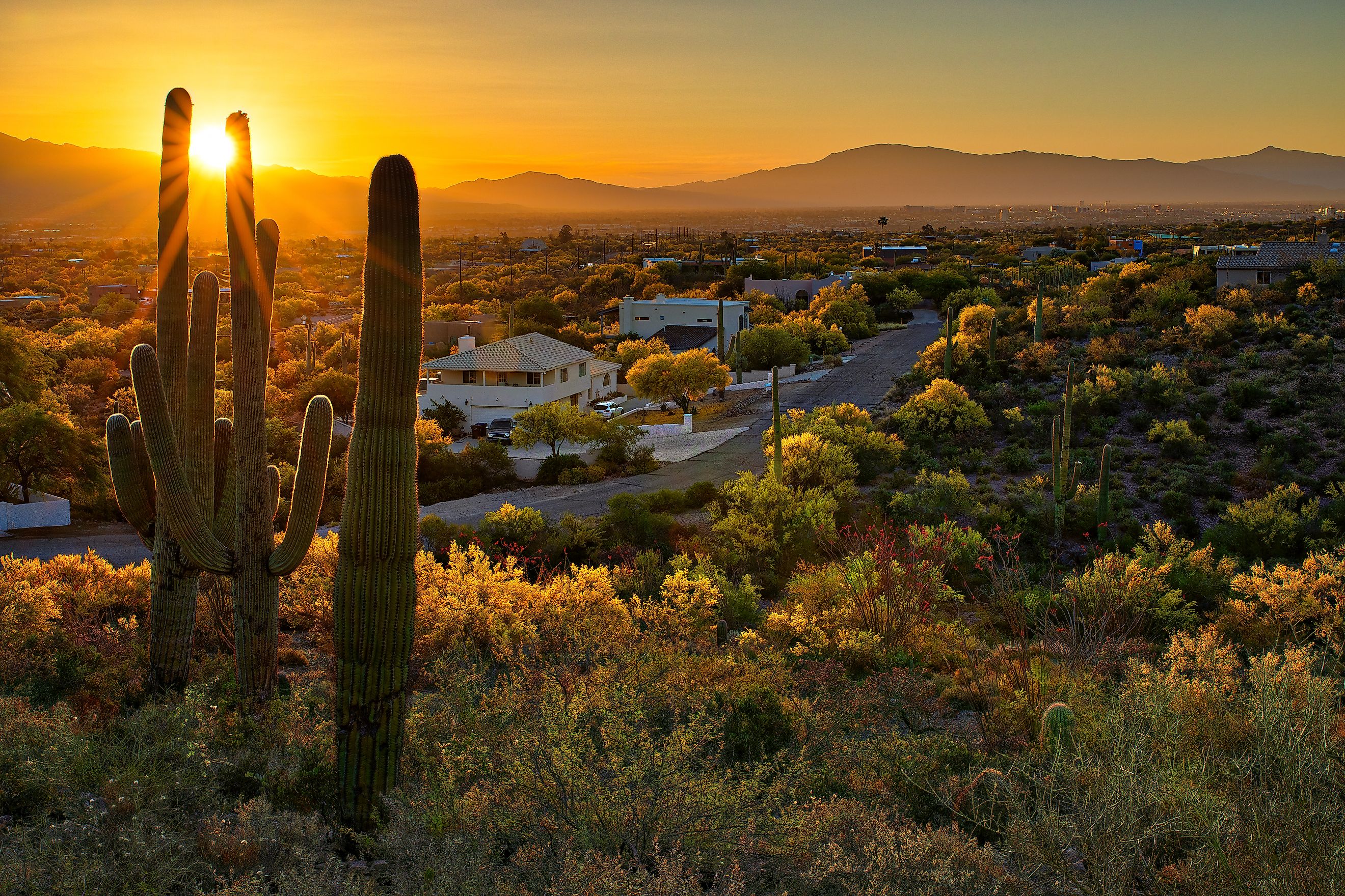 Houses between Saguaros in Tucson, Arizona.