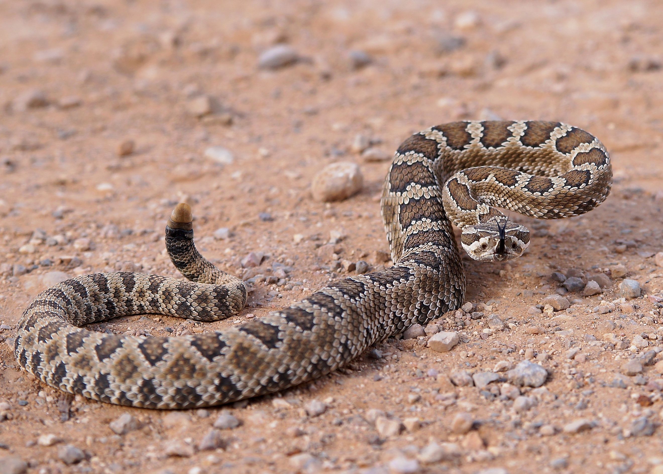 The Venomous Snakes Of Nevada - WorldAtlas