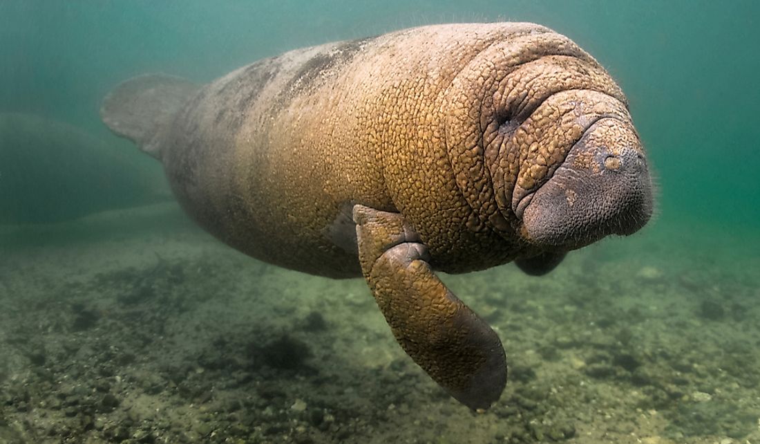 how-many-types-of-manatees-are-there-worldatlas