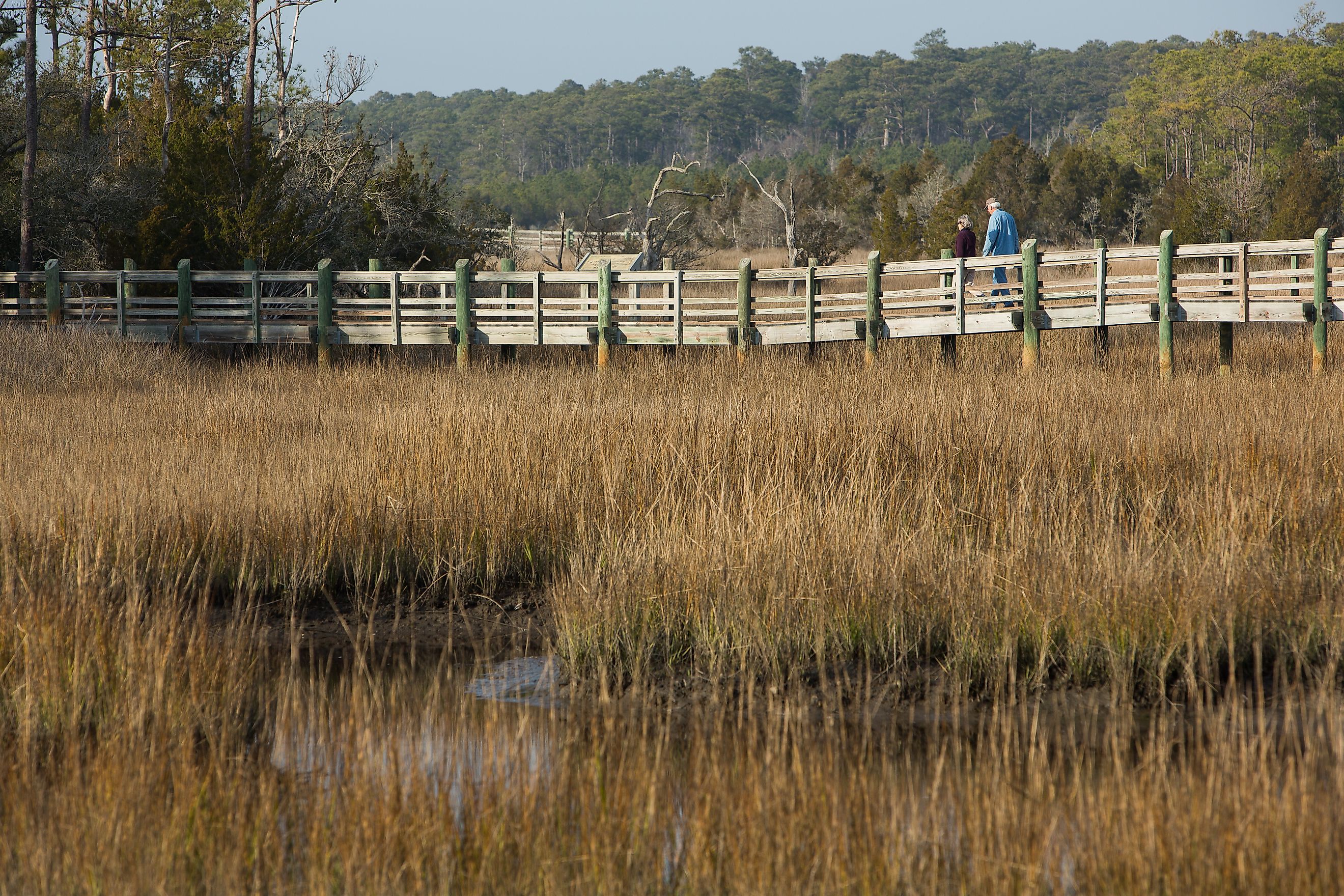 Cedar Point Tideland Trail. By US Forest Service - Southern Region, CC BY-SA 2.0, https://commons.wikimedia.org/w/index.php?curid=42862798