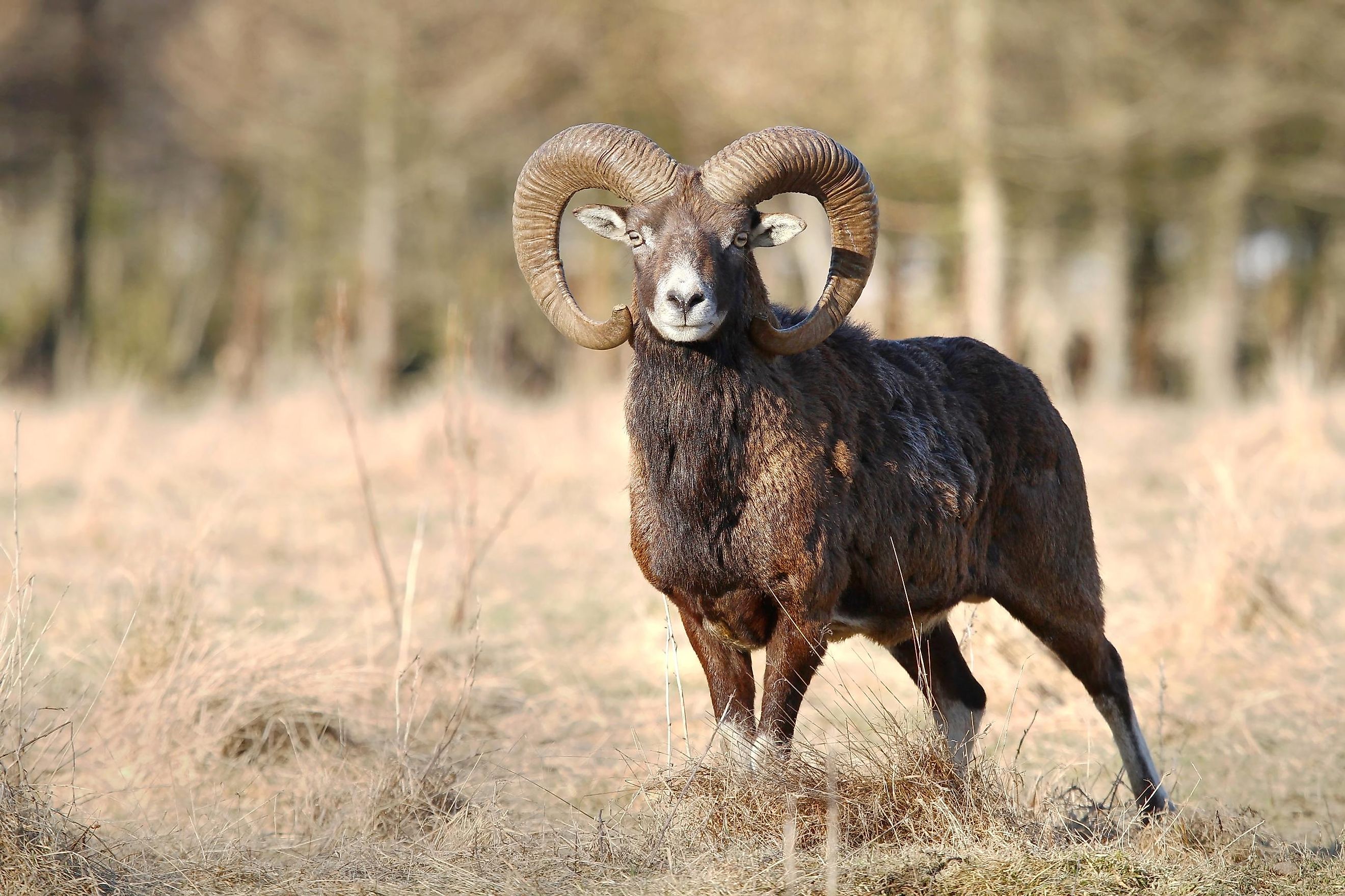 Animals That Live In Ukraine WorldAtlas