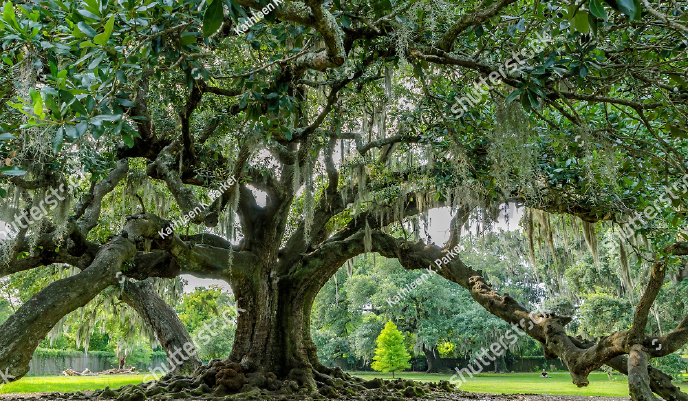 Tree of life in Audubon Park, New Orleans, Louisiana. Huge live oak tree said possibly to be 300 years old (planted about 1740).