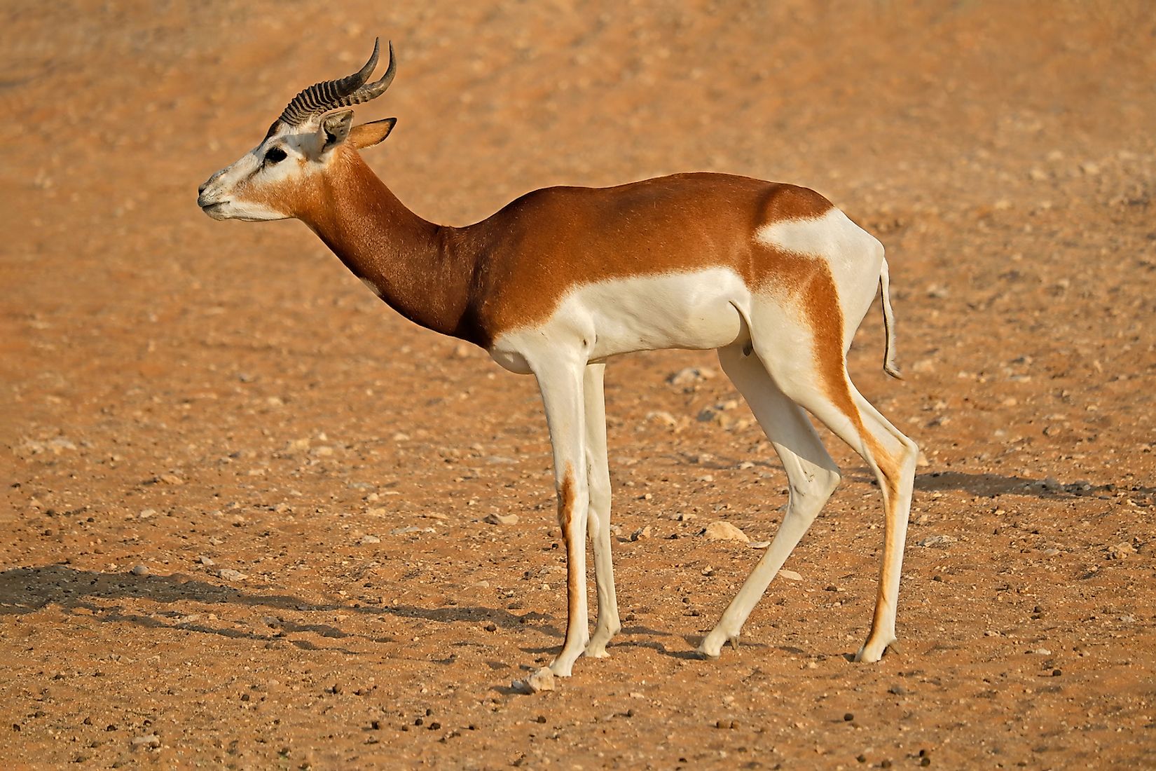 What Animals Live In The Sahara Desert WorldAtlas