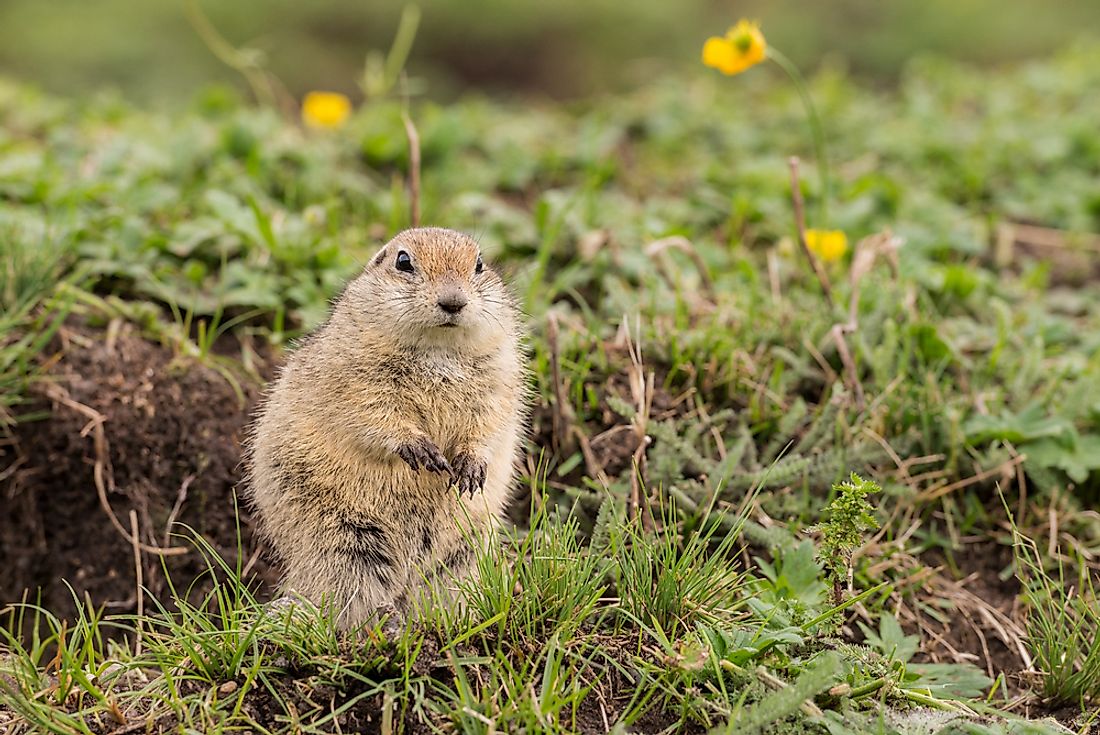 Animals That Live In The Grasslands WorldAtlas