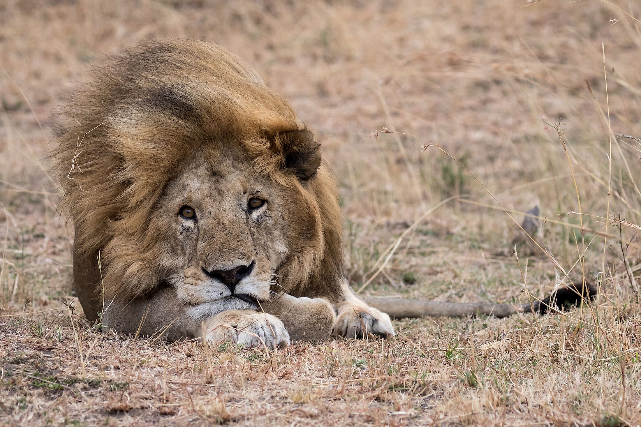 Where Do Lions Live? WorldAtlas