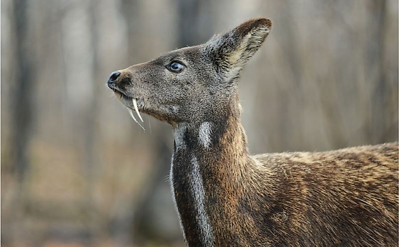 what-animals-live-in-siberia-worldatlas