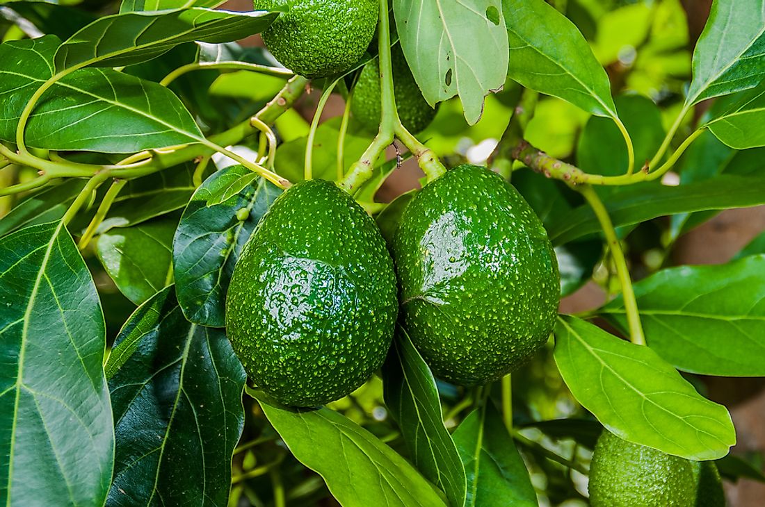 How Do Avocados Grow? WorldAtlas