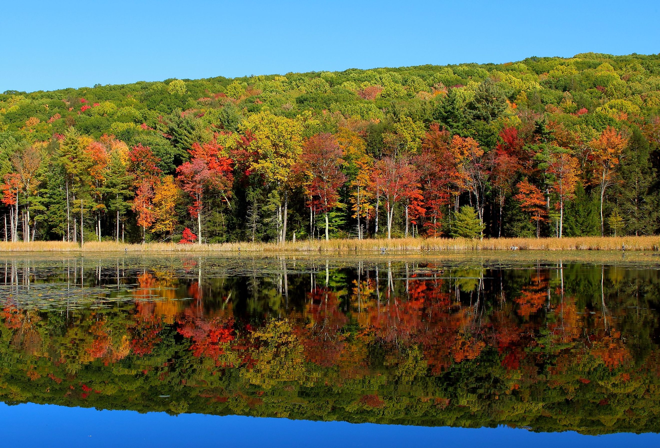 Landscape picture of autumn multicolored trees reflecting in water, shot in Stockbridge, Massachusetts