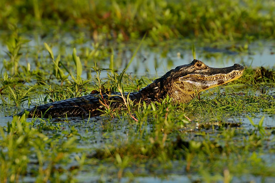 10 Animals Found in Brazil - WorldAtlas