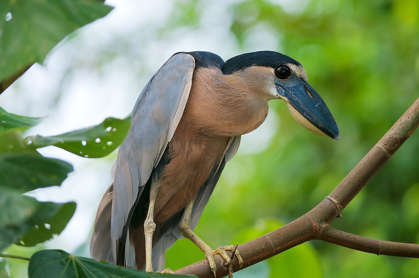 fascinating-animals-that-live-in-mangrove-forests-worldatlas