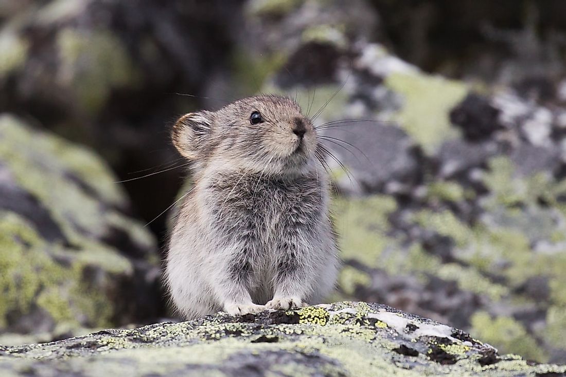 animals-that-live-in-the-tundra-worldatlas