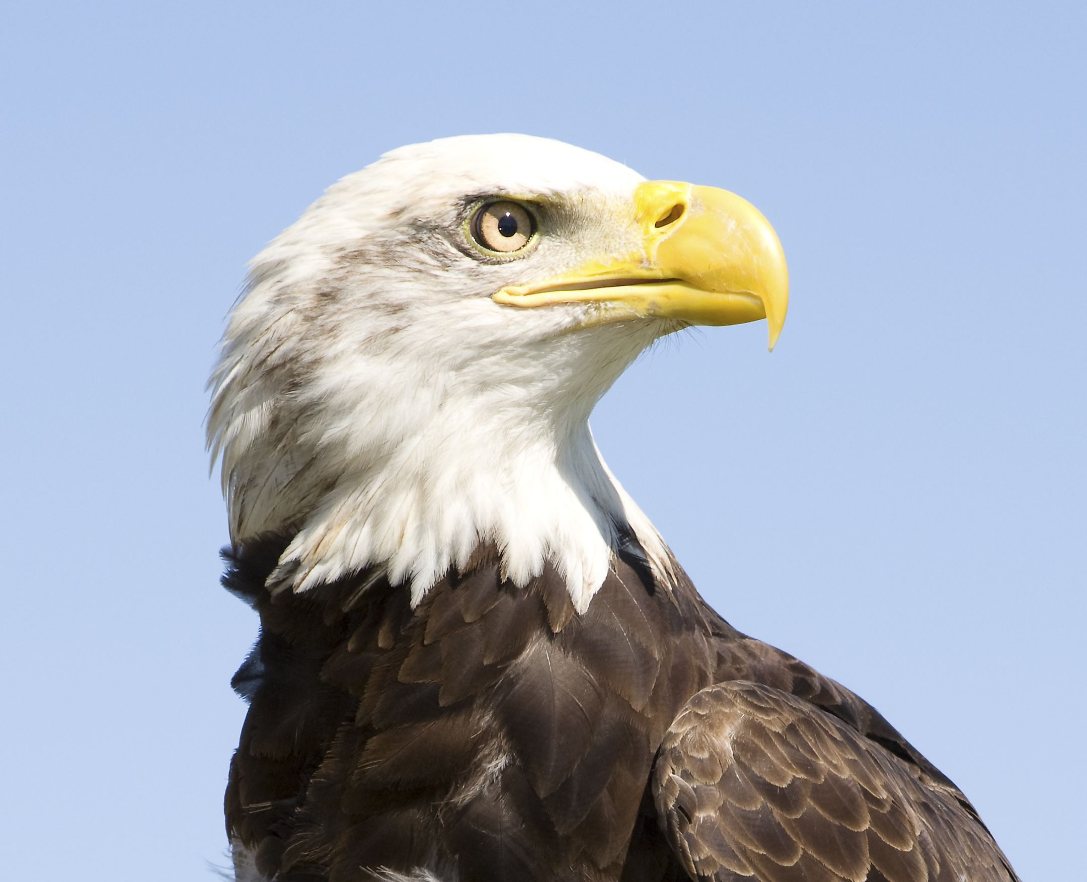 Bald Eagle Facts Animals Of North America Worldatlas