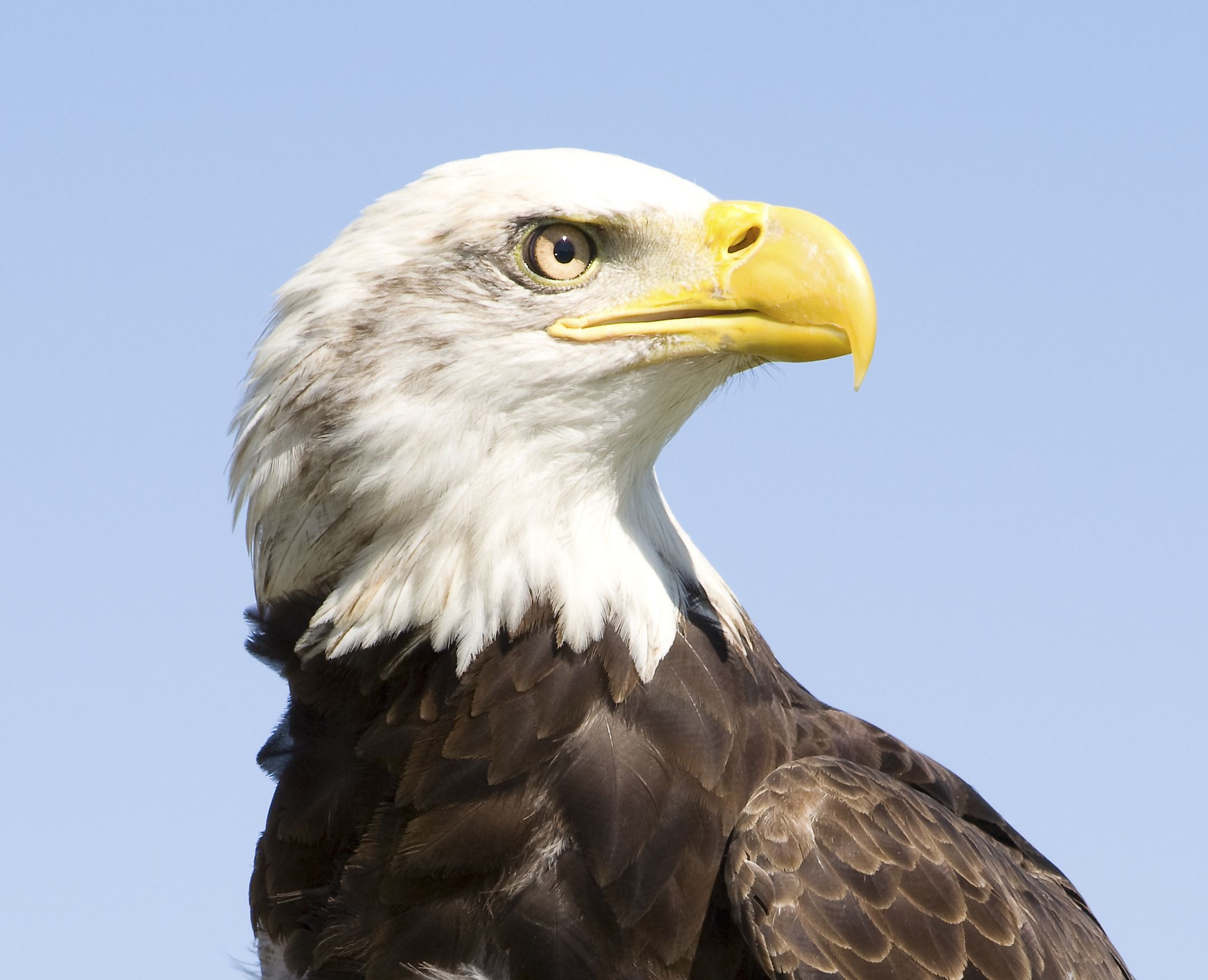 Bald Eagle Facts Animals Of North America WorldAtlas